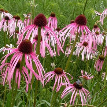 ECHINACEA pallida (1300)